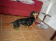 Jake