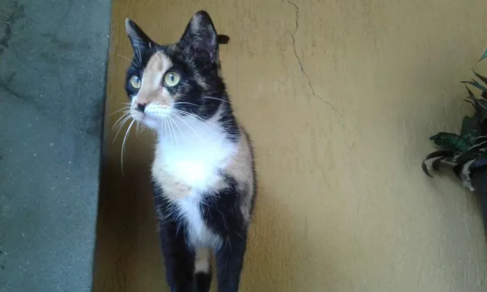 Gato ra a SRD idade 1 ano nome Nina