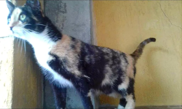 Gato ra a SRD idade 1 ano nome Nina