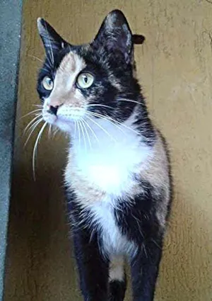 Gato raça SRD idade 1 ano nome Nina