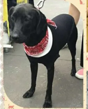 Cachorro raça SRD idade 1 ano nome Malu