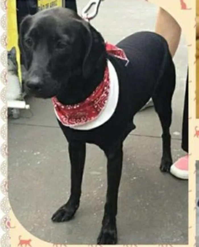 Cachorro ra a SRD idade 1 ano nome Malu