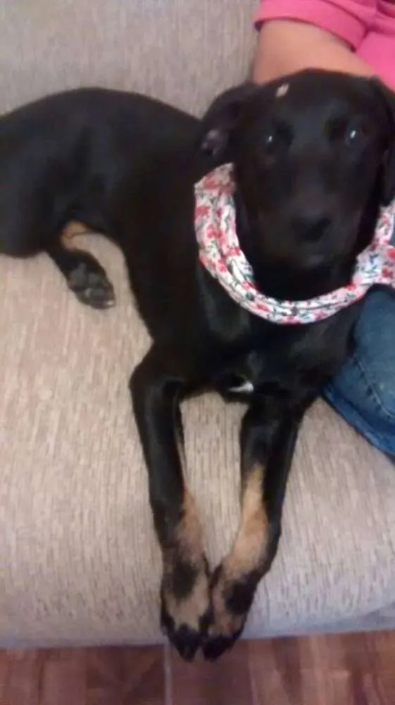 Cachorro ra a SRD idade 1 ano nome Malu