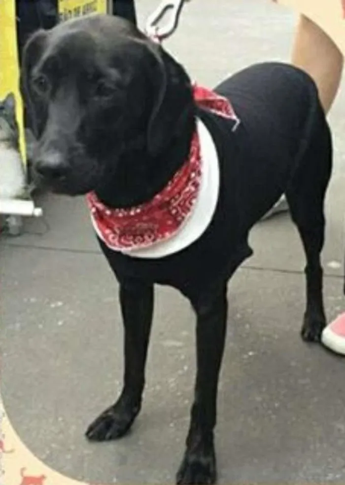 Cachorro ra a SRD idade 1 ano nome Malu