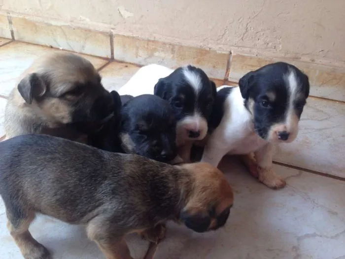 Cachorro ra a SRD idade Abaixo de 2 meses nome NickMeg