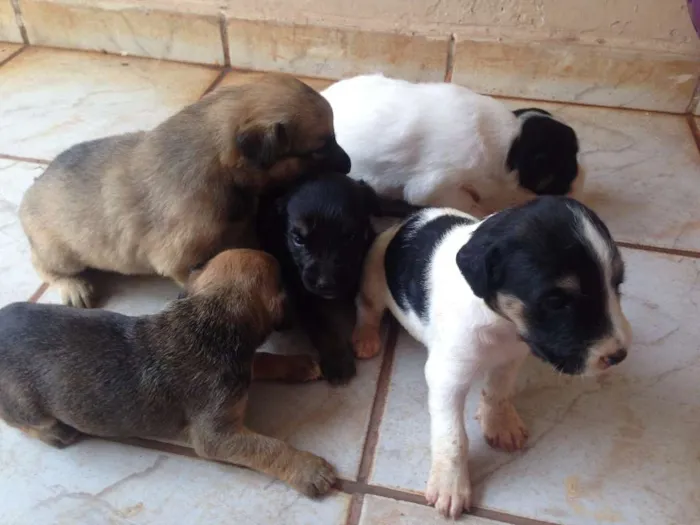 Cachorro ra a SRD idade Abaixo de 2 meses nome NickMeg