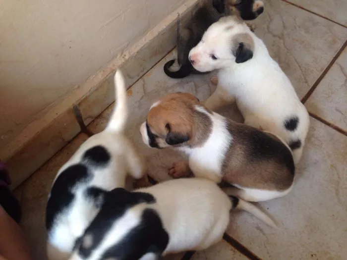 Cachorro ra a SRD idade Abaixo de 2 meses nome NickMeg