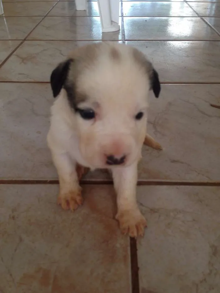 Cachorro ra a SRD idade Abaixo de 2 meses nome NickMeg