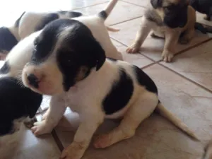 Cachorro raça SRD idade Abaixo de 2 meses nome NickMeg