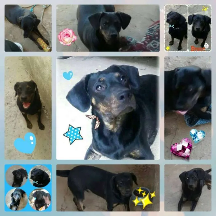 Cachorro ra a mix de basset idade 1 ano nome Bruce