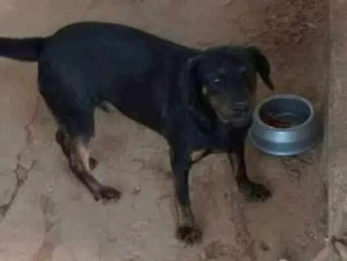 Cachorro ra a mix de basset idade 1 ano nome Bruce