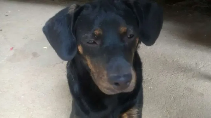 Cachorro ra a mix de basset idade 1 ano nome Bruce