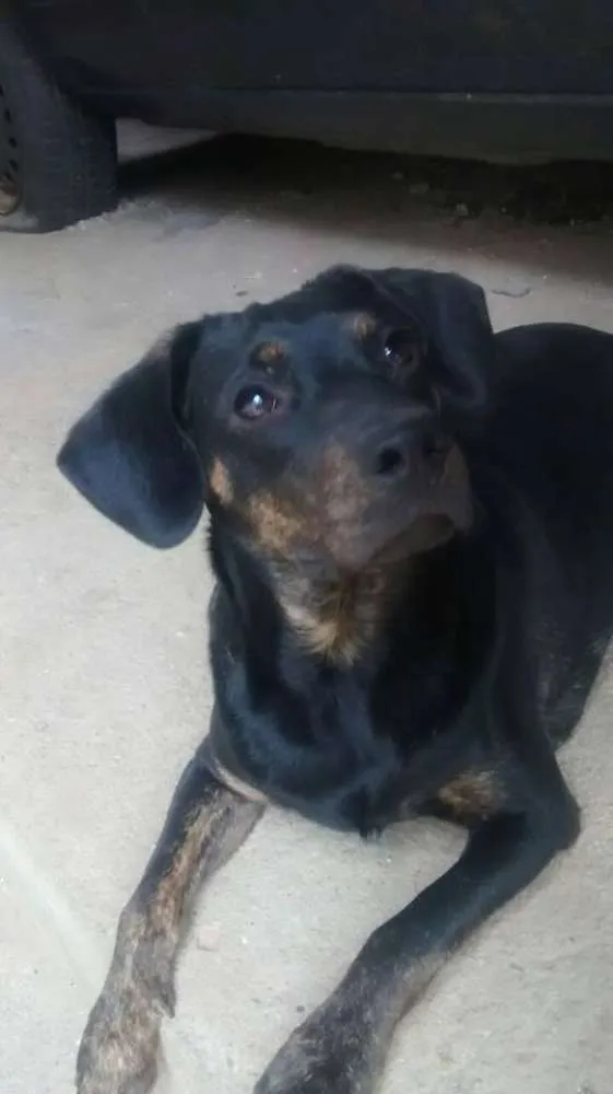 Cachorro ra a mix de basset idade 1 ano nome Bruce