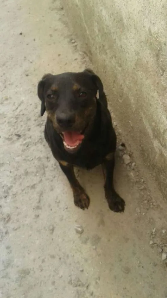 Cachorro ra a mix de basset idade 1 ano nome Bruce