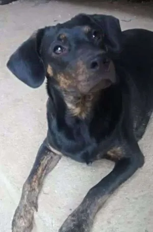 Cachorro raça mix de basset idade 1 ano nome Bruce