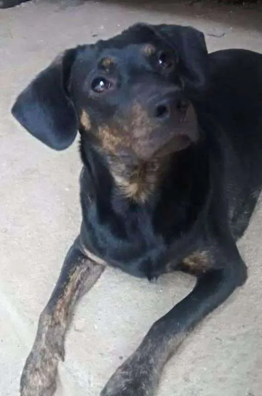 Cachorro ra a mix de basset idade 1 ano nome Bruce