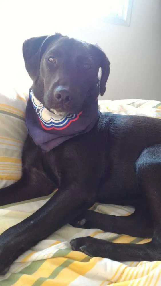 Cachorro ra a SRD idade 1 ano nome Malu