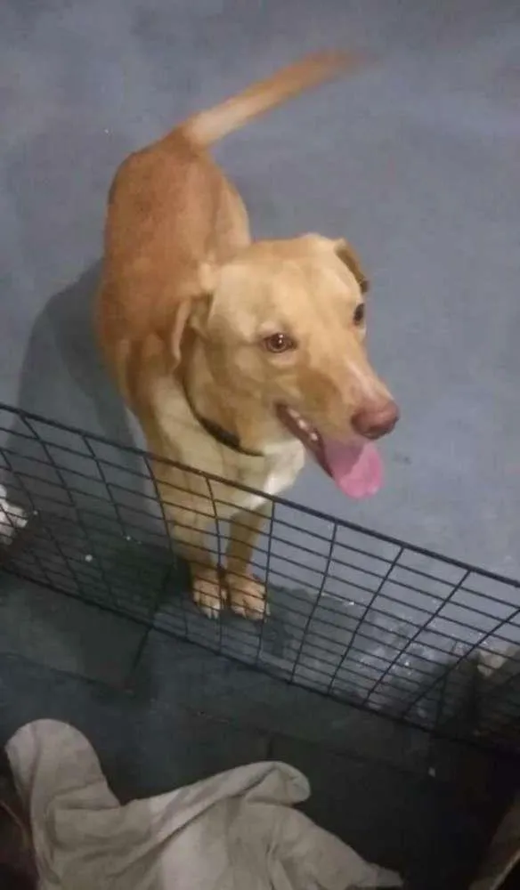 Cachorro raça Labrador com Vira-Lata idade 1 ano nome Marley