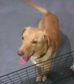 Cachorro raça Labrador com Vira-Lata idade 1 ano nome Marley