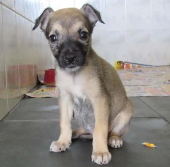 Cachorro ra a SRD idade Abaixo de 2 meses nome fyona