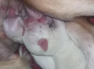 Cachorro raça salsinha misturado com pinscher  idade Abaixo de 2 meses nome salsicha mist pisher