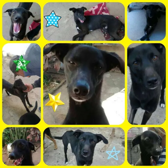 Cachorro raça mix de galgo idade 1 ano nome Lord