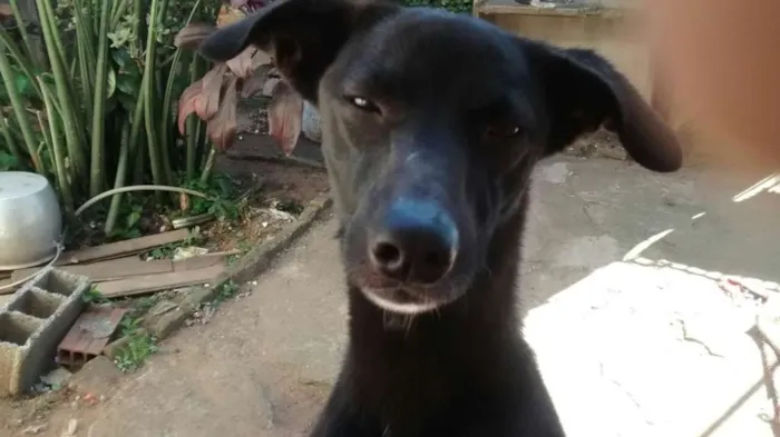 Cachorro raça mix de galgo idade 1 ano nome Lord