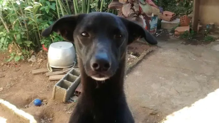 Cachorro raça mix de galgo idade 1 ano nome Lord