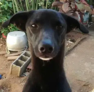 Cachorro raça mix de galgo idade 1 ano nome Lord