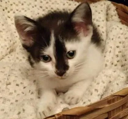 Gato ra a Srd idade Abaixo de 2 meses nome Sem nome