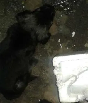 Cachorro raça sem raça  idade  nome filhotes