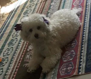 Cachorro raça Poodle idade 2 anos nome Lana