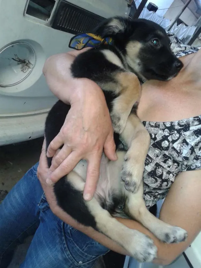 Cachorro ra a SRD idade 2 a 6 meses nome BRISA