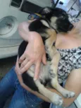 BRISA