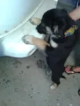 BRISA