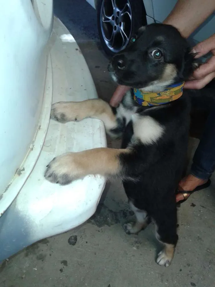 Cachorro ra a SRD idade 2 a 6 meses nome BRISA