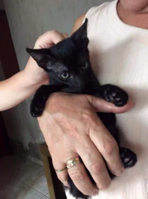 Gato raça Srd idade 2 a 6 meses nome Lobinho 