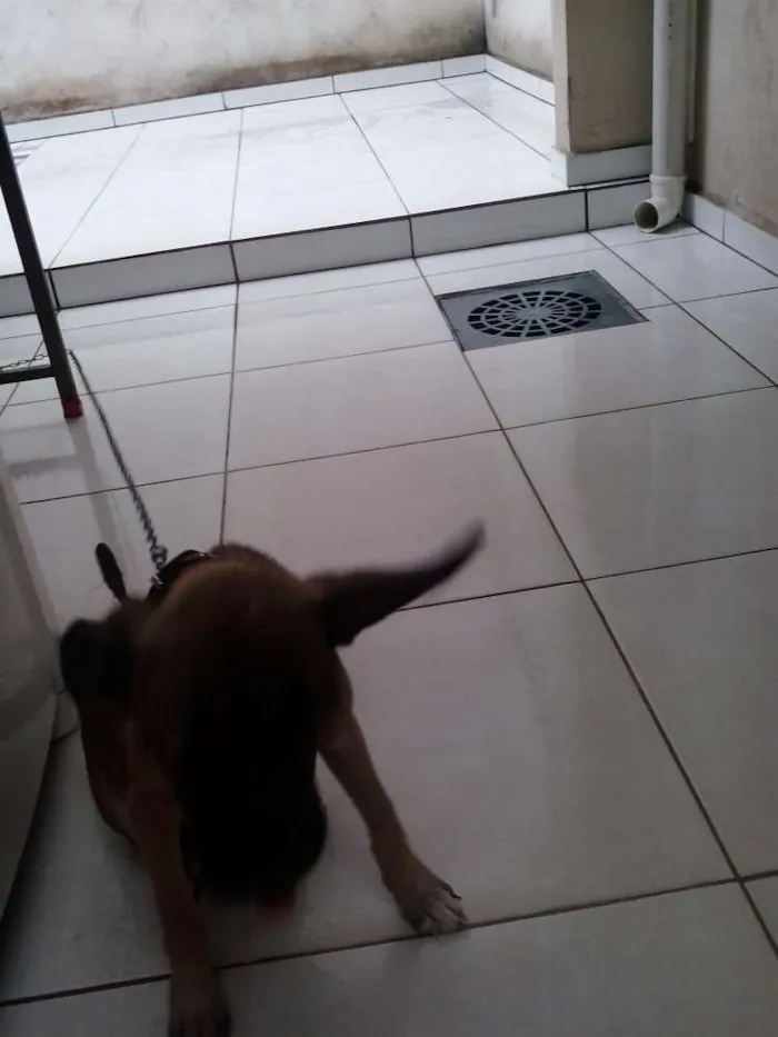 Cachorro ra a Mestiço idade 2 a 6 meses nome Tom