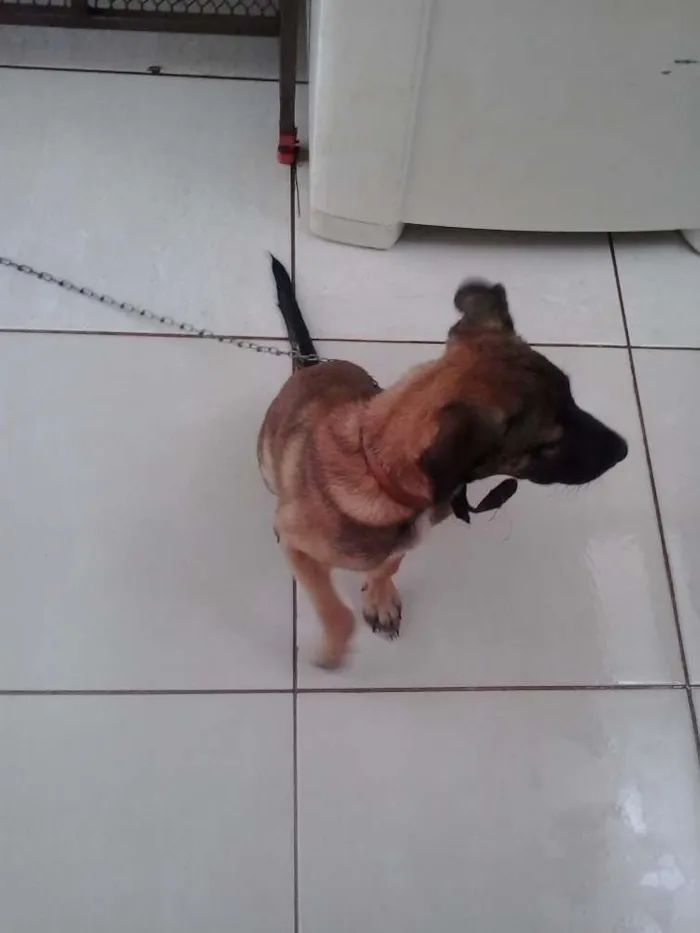 Cachorro ra a Mestiço idade 2 a 6 meses nome Tom