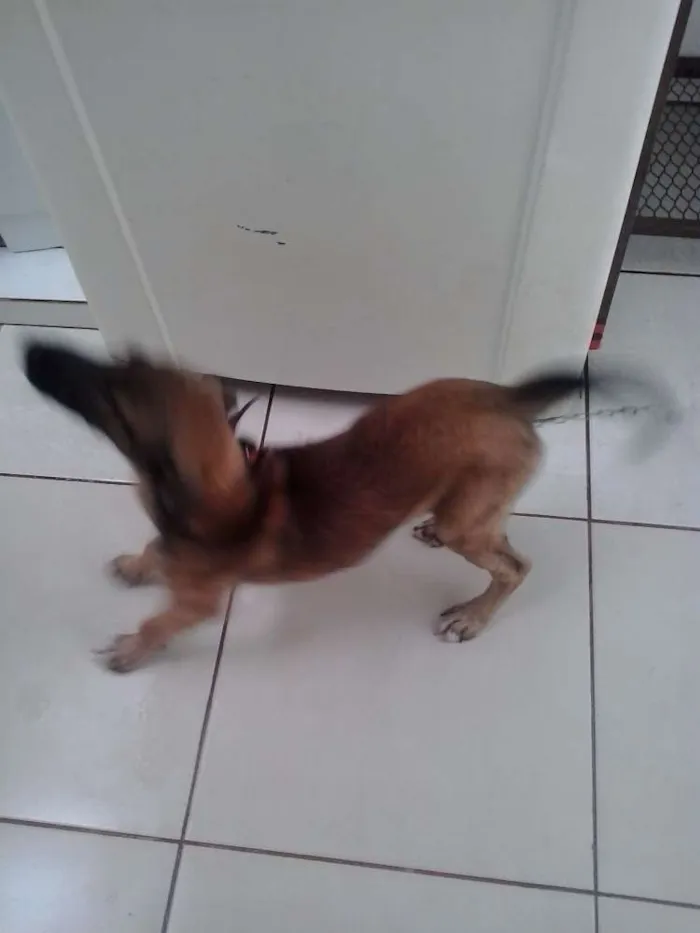 Cachorro ra a Mestiço idade 2 a 6 meses nome Tom