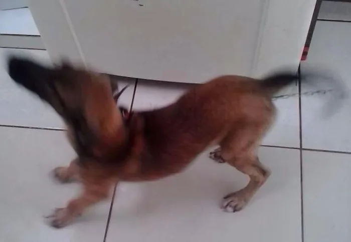 Cachorro ra a Mestiço idade 2 a 6 meses nome Tom