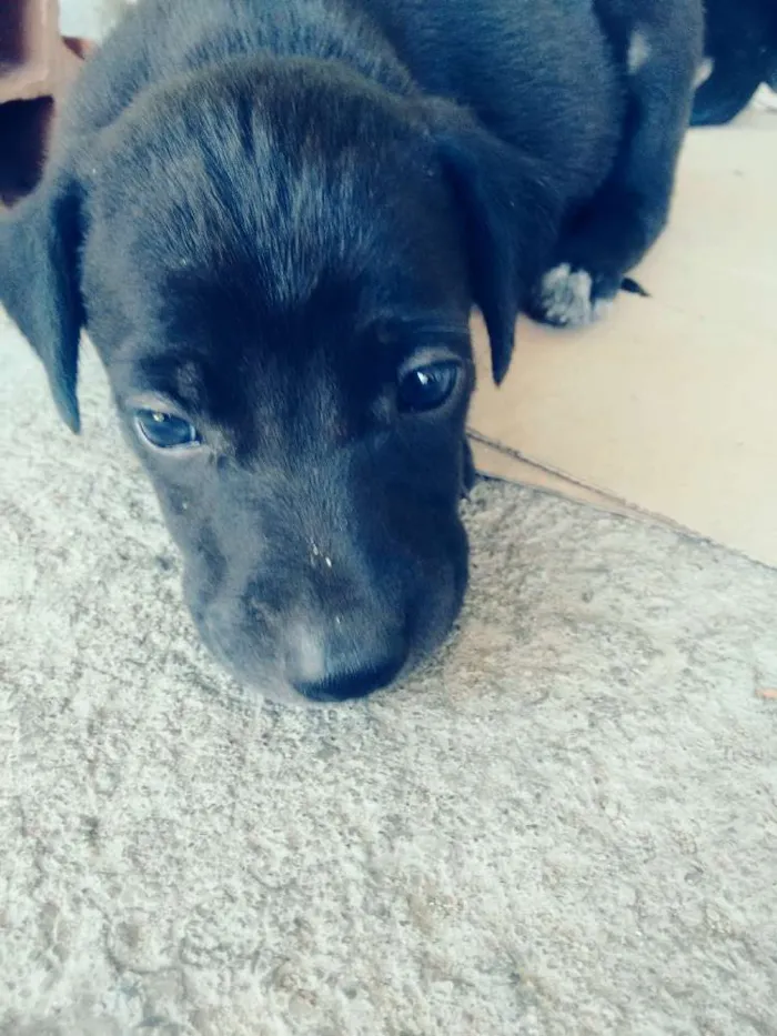 Cachorro ra a srd idade Abaixo de 2 meses nome Filhotes