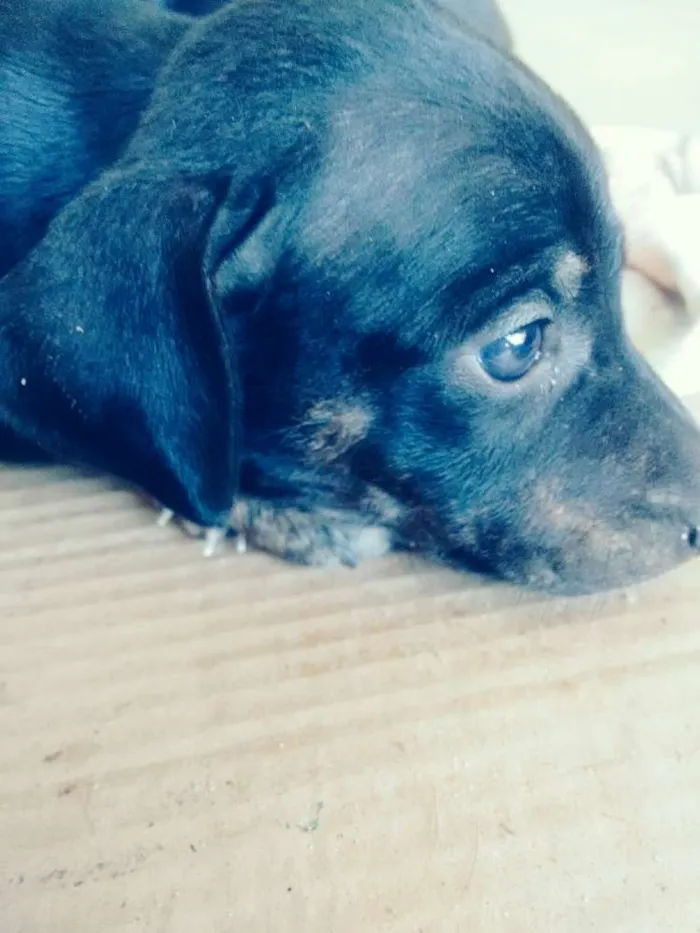 Cachorro ra a srd idade Abaixo de 2 meses nome Filhotes