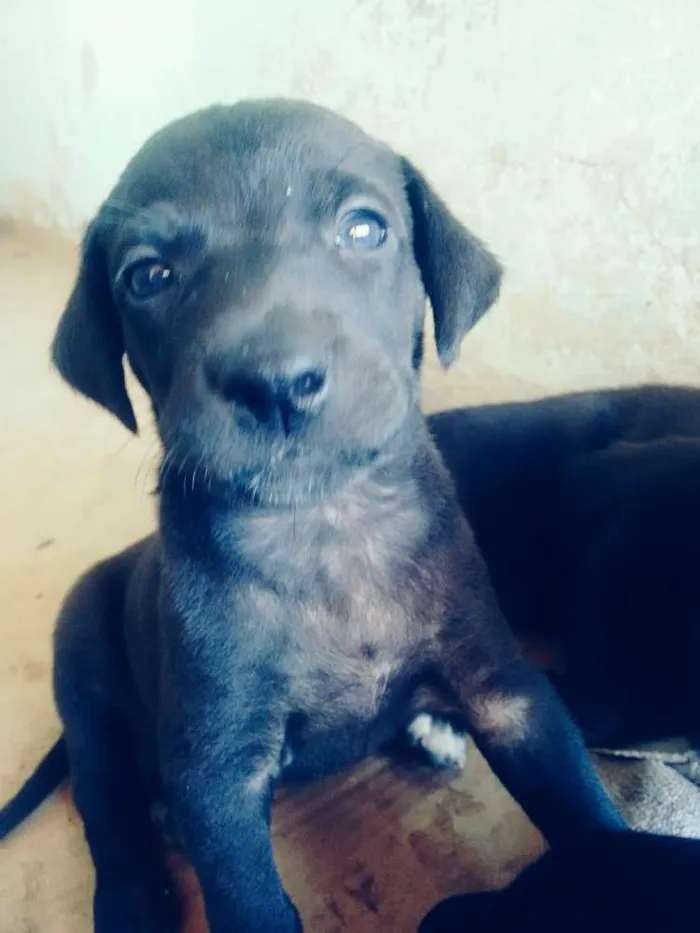 Cachorro ra a srd idade Abaixo de 2 meses nome Filhotes