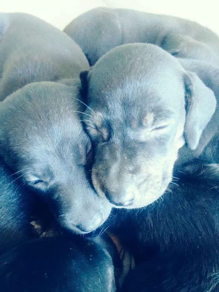 Cachorro ra a srd idade Abaixo de 2 meses nome Filhotes
