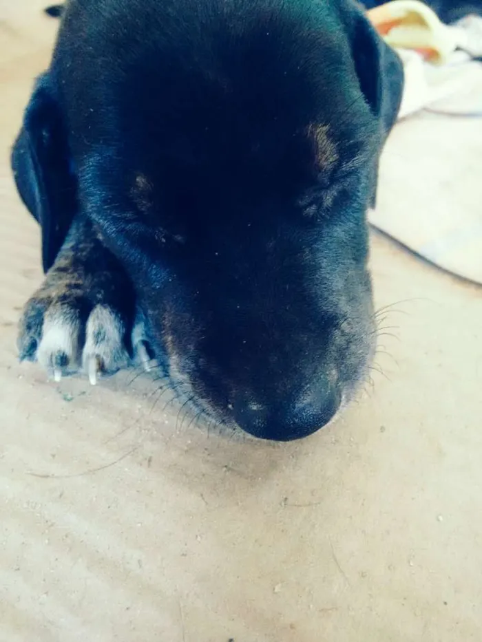 Cachorro ra a srd idade Abaixo de 2 meses nome Filhotes