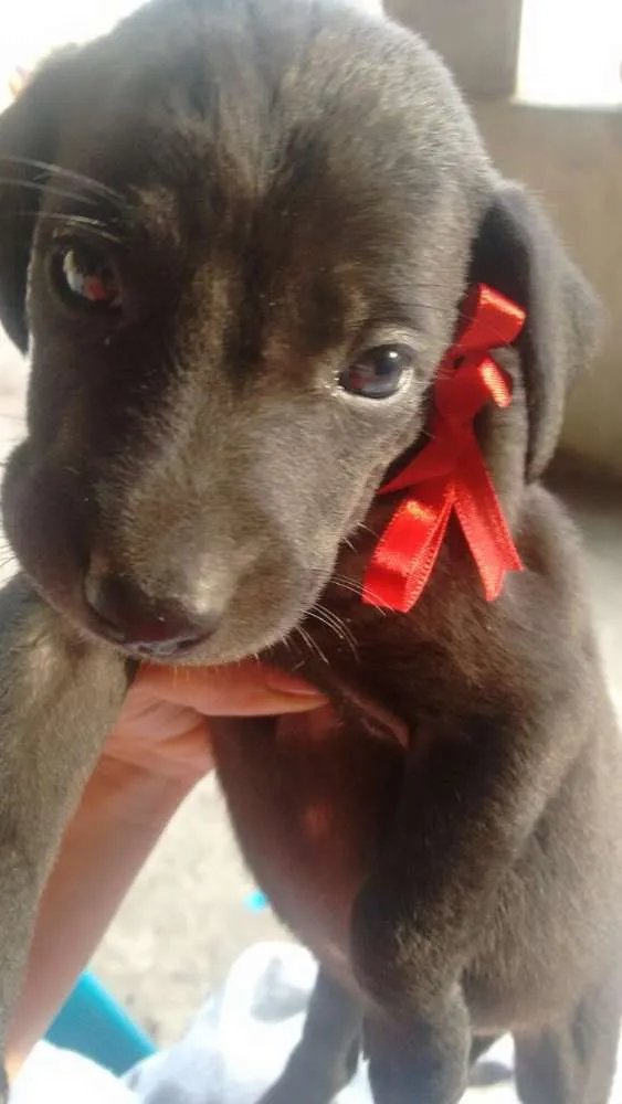 Cachorro ra a srd idade Abaixo de 2 meses nome Filhotes