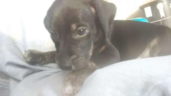 Cachorro ra a srd idade Abaixo de 2 meses nome Filhotes