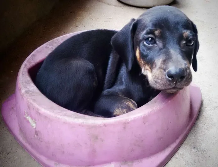 Cachorro ra a srd idade Abaixo de 2 meses nome Filhotes