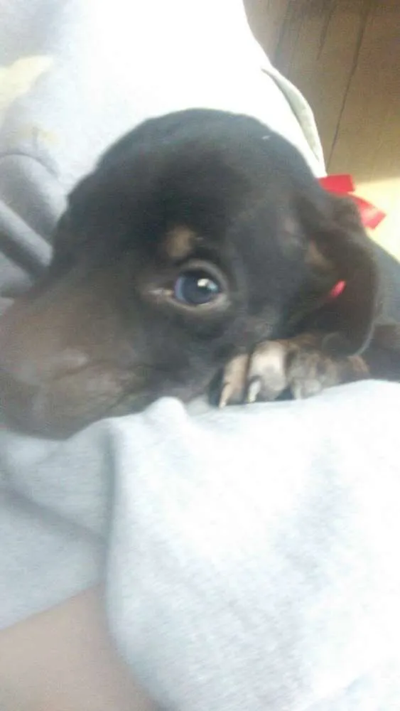 Cachorro ra a srd idade Abaixo de 2 meses nome Filhotes